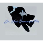 Black Midnight Lightening Roundtail Clownfish