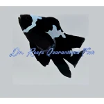 Black Midnight Lightning Roundtail Clownfish