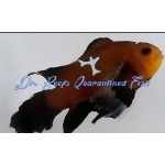 Chocolate Midnight Lightning Roundtail Longfin Clownfish