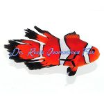 Fancy Longfin Clownfish