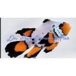 Frostbite Frozen Roundtail Longfin Clownfish