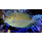 Gold Spotted Rabbitfish