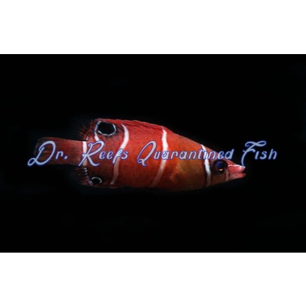 Red Pygmy Possum Wrasse