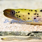Yellow-Head Moray Eel