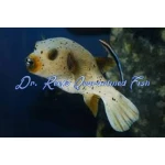 Dogface Puffer