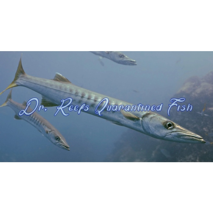 Great Barracuda - Image 1
