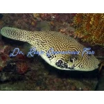 Mappa Puffer