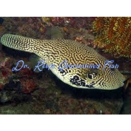 Mappa Puffer