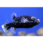 Midnight Dogface (Dalmation) Puffer