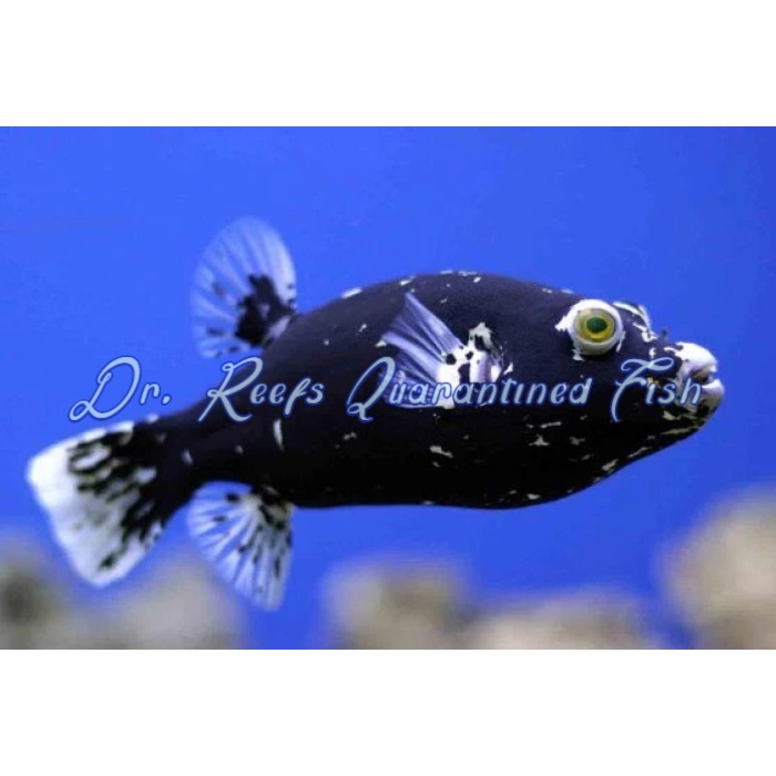 Midnight Dogface (Dalmation) Puffer - Image 1