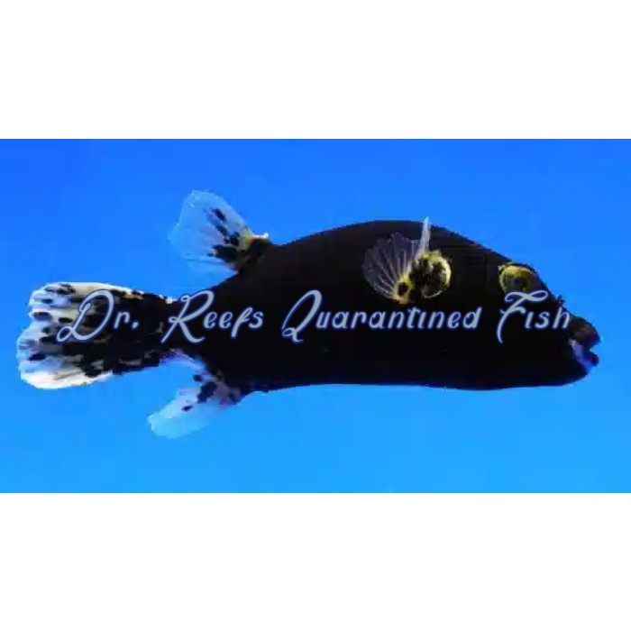 Midnight Dogface Puffer - Image 1