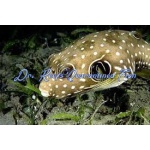 Stars & Stripes Puffer