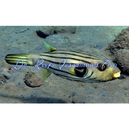 Striped Dogface Puffer