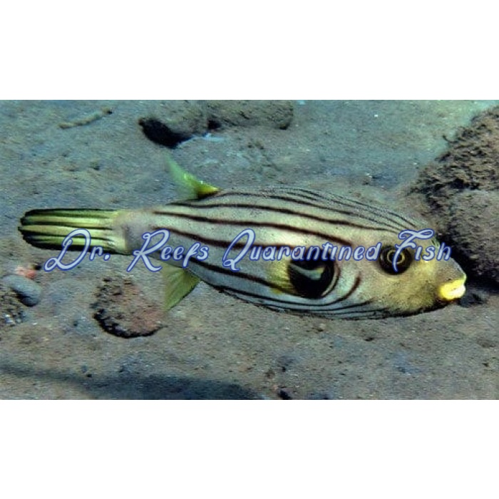 Striped Dogface Puffer - Image 1