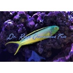 Canary Blenny Green