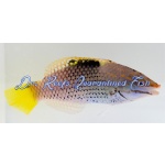 Checkerboard Wrasse