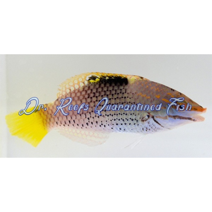 Checkerboard Wrasse - Image 1