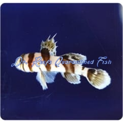 Circus Goby