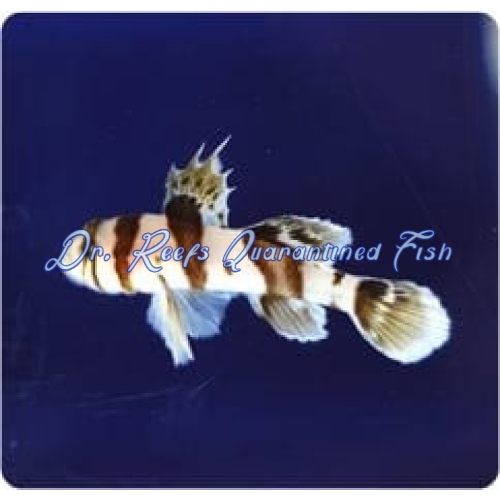 Circus Goby - Image 1