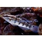 Dragon Goby
