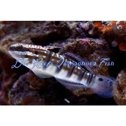Dragon Goby