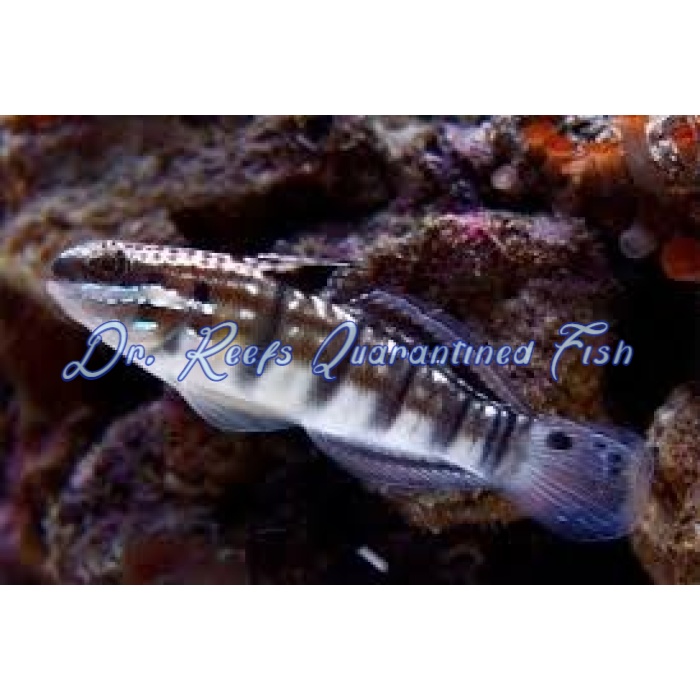 Dragon Goby - Image 1