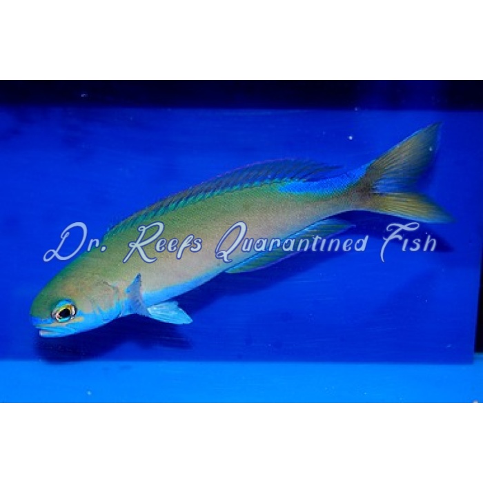 Flashing Tilefish - Image 1