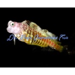 Golden Tiger Blenny