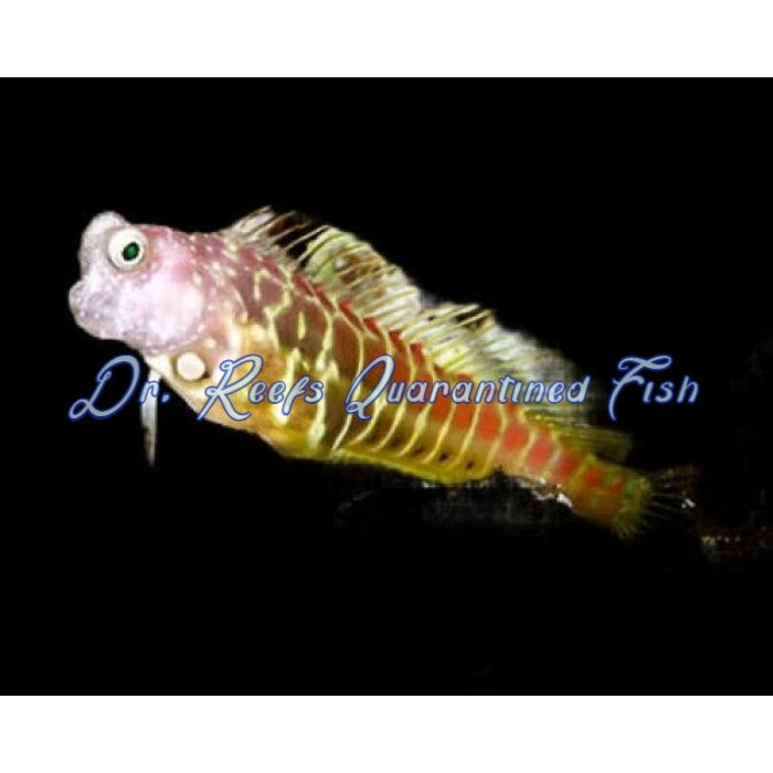 Golden Tiger Blenny - Image 1