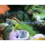 Green Banded Goby