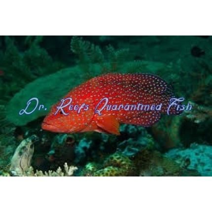 Miniatus Grouper