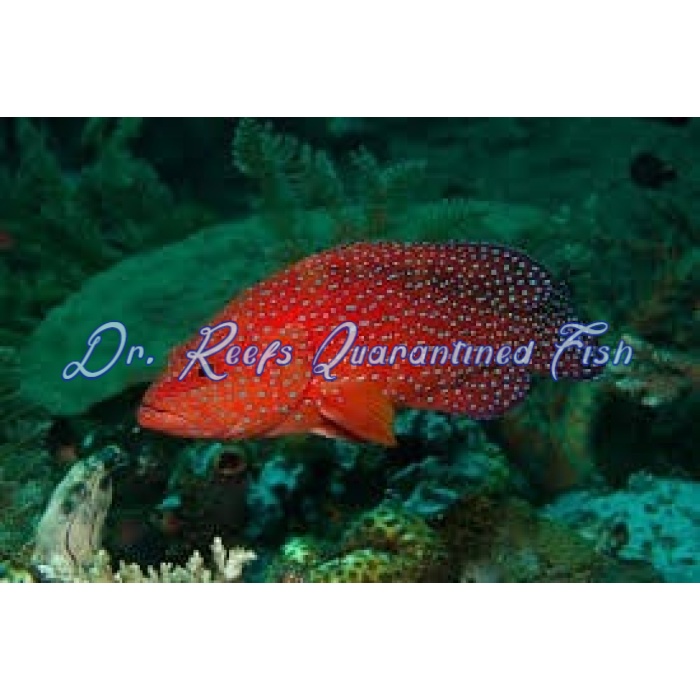 Miniatus Grouper - Image 1