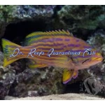 Polleni Grouper