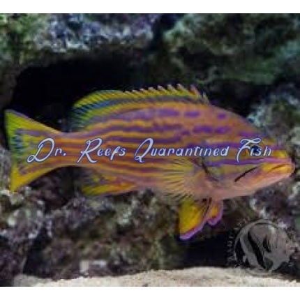 Polleni Grouper