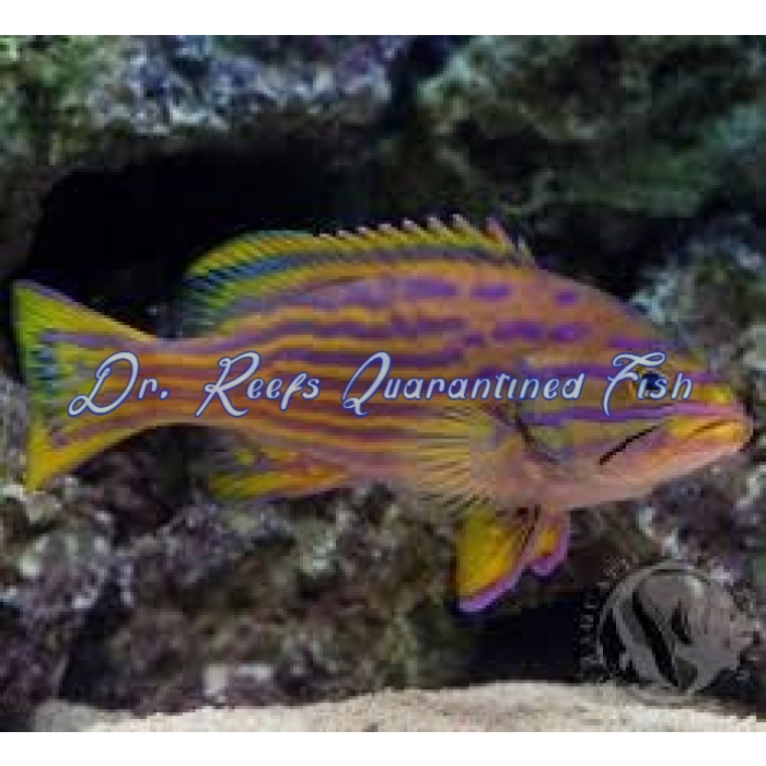 Polleni Grouper - Image 1