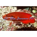 Red Soapfish