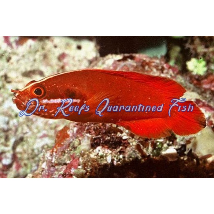 Red Soapfish - Image 1