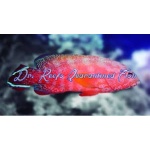 Red VTail Grouper Tail