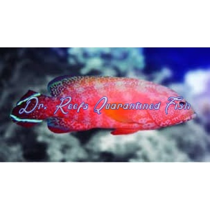 Red VTail Grouper Tail