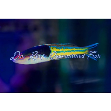 Royal Pencil Wrasse