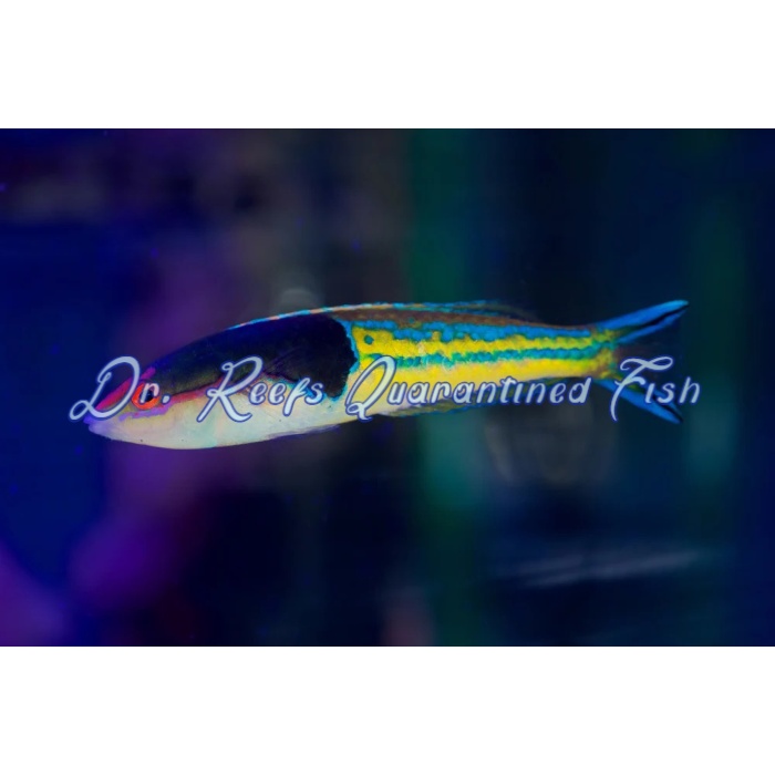 Royal Pencil Wrasse - Image 1