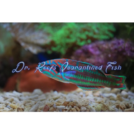 Xmas Green Wrasse