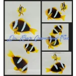 Madagascar Bonded Pair