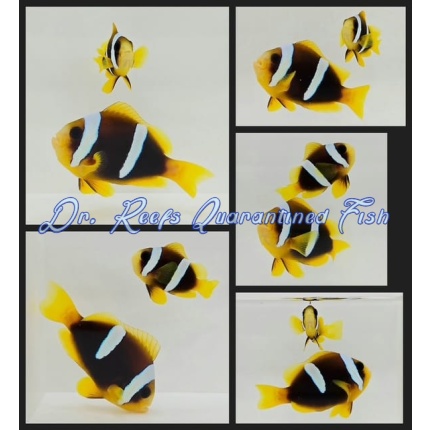 Madagascar Bonded Pair