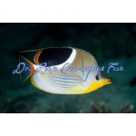 Saddleback Butterfly