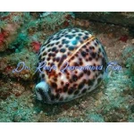 Tiger Cowrie