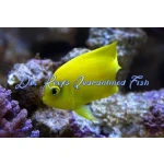 Yellow Angelfish