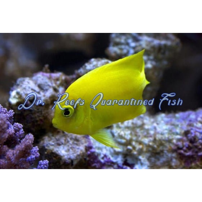Yellow Angel - Image 1