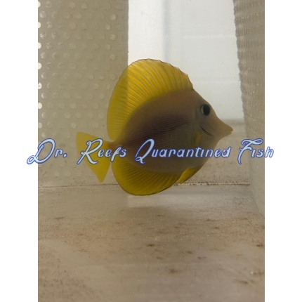 Yurple Hybrid Tang