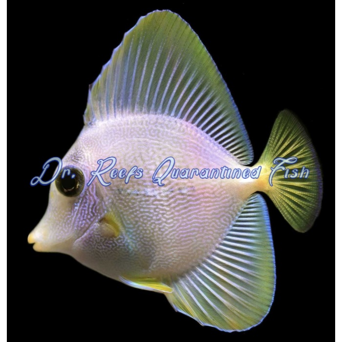 Yurple Hybrid Tang - Image 2